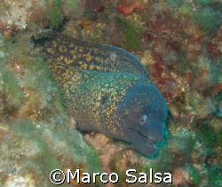 Portofino. Secca Carega. Murena. by Marco Salsa 